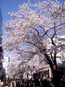 桜まつり